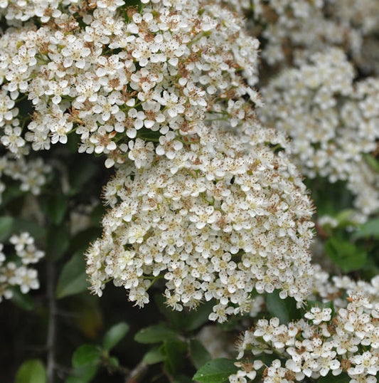  Feuerdorn Mohave 80-100cm - Pyracantha