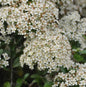  Feuerdorn Mohave 80-100cm - Pyracantha