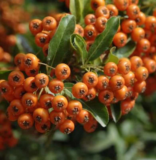  Feuerdorn Orange Glow 100-125cm - Pyracantha