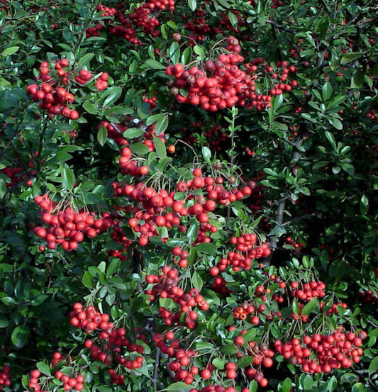  Feuerdorn Red Column 80-100cm - Pyracantha
