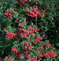  Feuerdorn Red Column 80-100cm - Pyracantha