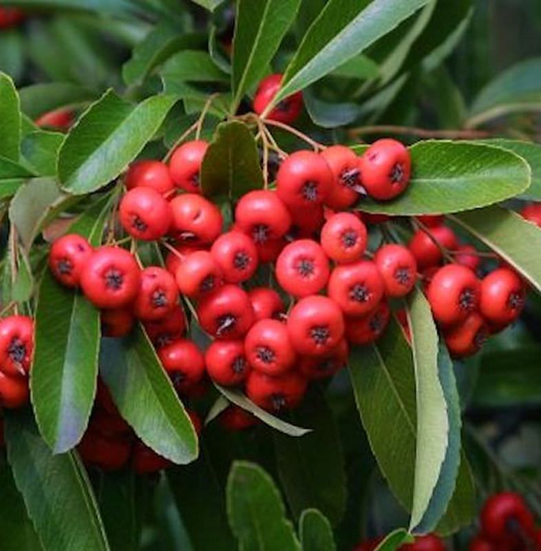  Feuerdorn Red Cushion 40-60cm - Pyracantha