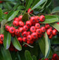  Feuerdorn Red Cushion 40-60cm - Pyracantha