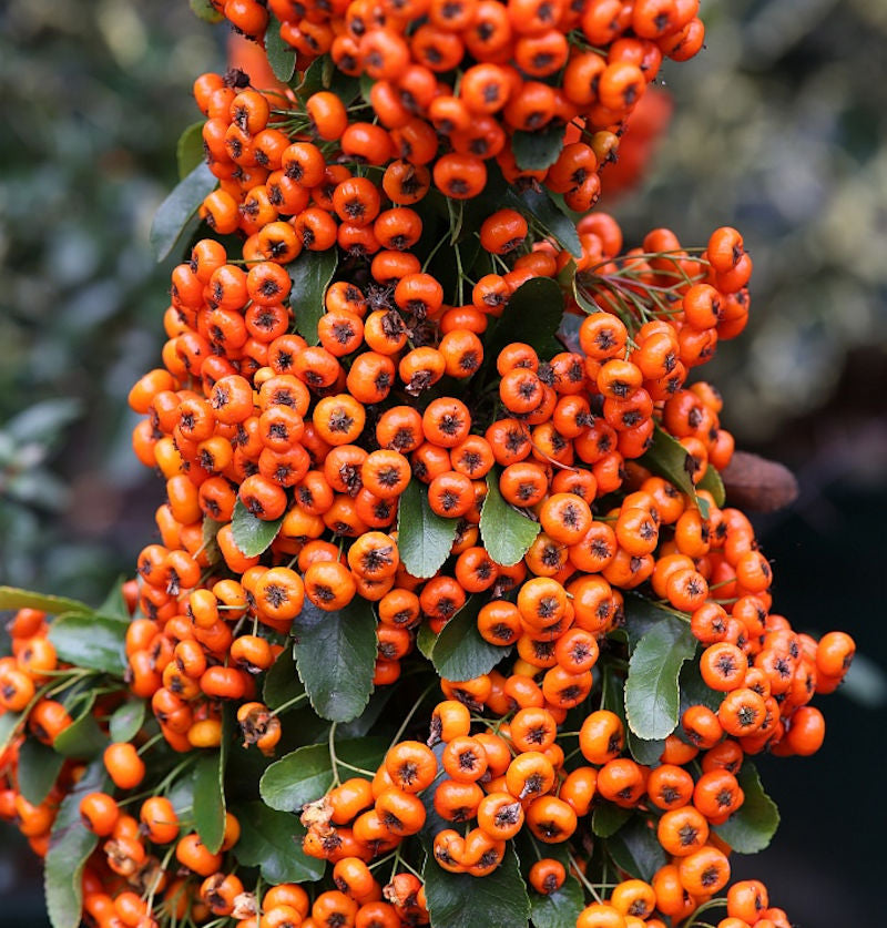  Feuerdorn Saphyr Orange 40-60cm - Pyracantha