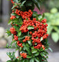  Feuerdorn Saphyr Rouge 80-100cm - Pyracantha