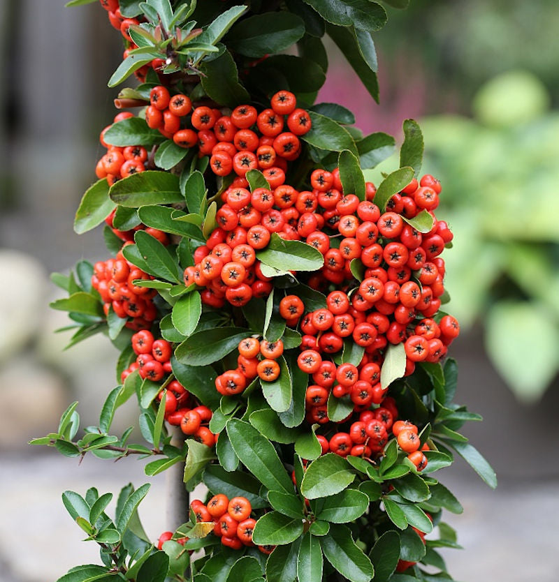  Feuerdorn Saphyr Rouge 60-80cm - Pyracantha