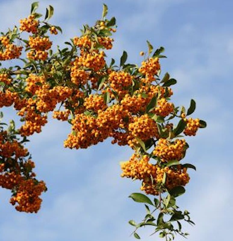  Feuerdorn Sahpyr Jaune 60-80cm - Pyracantha