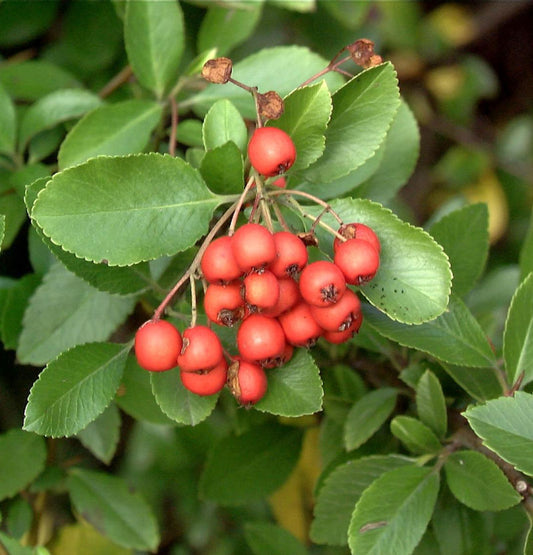  Feuerdorn Bad Zwischenahn 40-60cm - Pyracantha