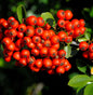  Feuerdorn Red Star 100-125cm - Pyracantha