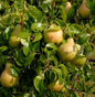  Birne Esperens Herrenbirne 60-80cm - Aromatische Und Feinwürzige Früchte