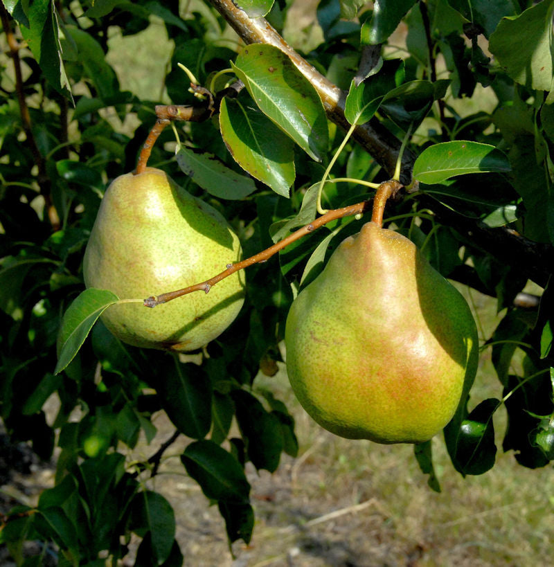  Birne Vereinsdechantbirne 60-80cm - Saftige Und Süßesäuerliche Früchte