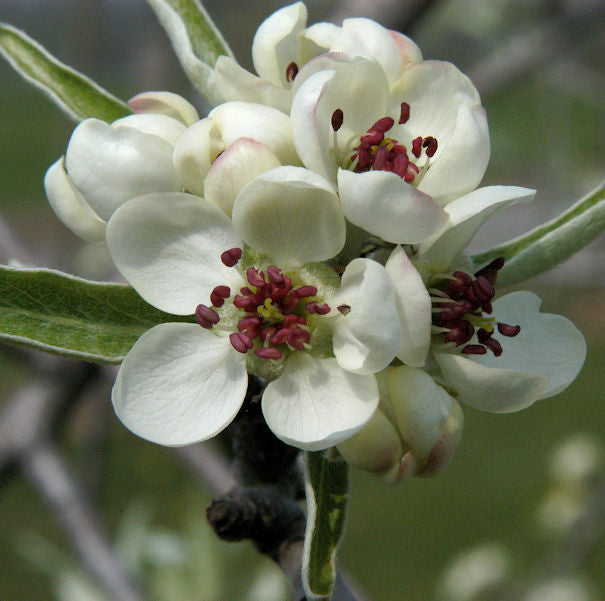  Hängende Wildbirne 100-125cm - Pyrus Salicifolia Pendula