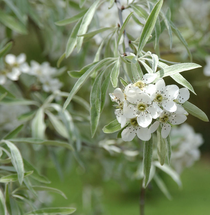  Weidenblättrige Birne 60-80cm - Pyrus Salicifolia