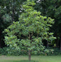  Japanische Kaisereiche Carl Ferris Miller 60-80cm - Quercus Dentata