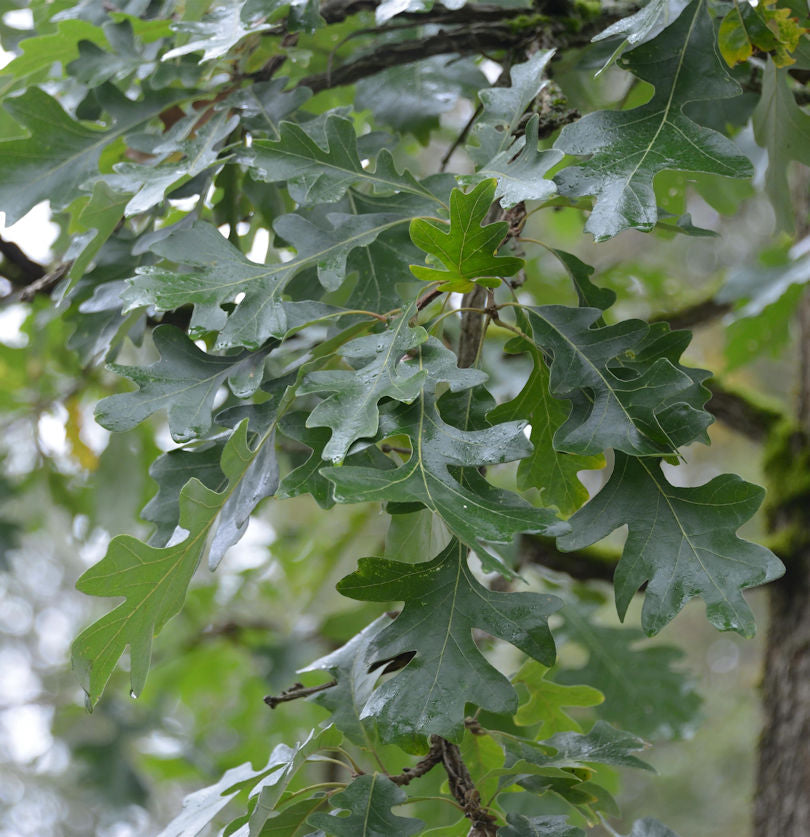  Großblättrige Eiche Marten 40-60cm - Quercus Hicklerii