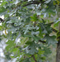  Großblättrige Eiche Marten 40-60cm - Quercus Hicklerii