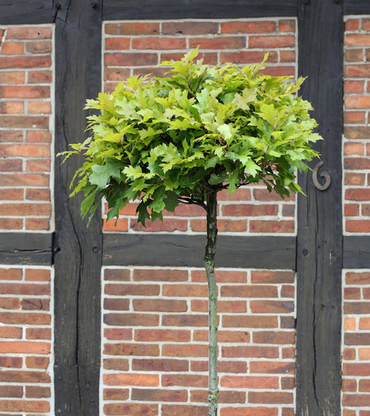  Hochstamm Kugel Sumpf Eiche Green Dwarf 40-60cm - Quercus Palustris