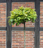  Hochstamm Kugel Sumpf Eiche Green Dwarf 60-80cm - Quercus Palustris