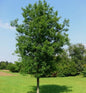  Säulenförmige Sumpf Eiche 100-125cm - Quercus Palustris