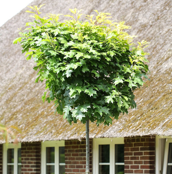  Hochstamm Kleinwüchsige Sumpfeiche 60-80cm - Quercus Palustris