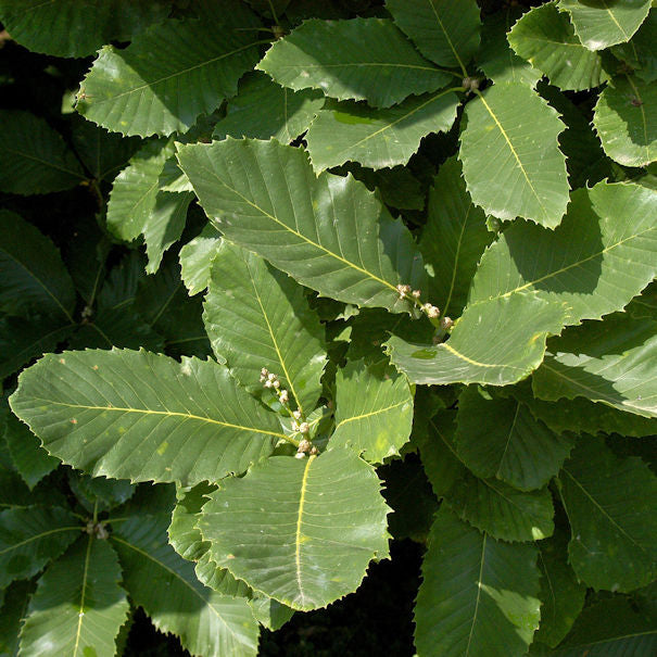  Pontische Eiche 60-80cm - Quercus Pontica