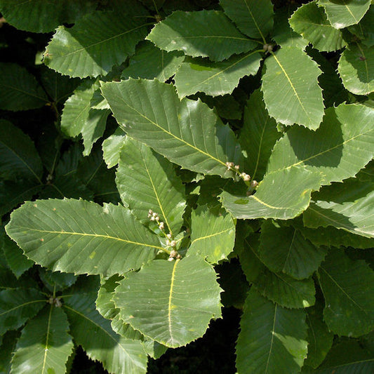  Pontische Eiche 60-80cm - Quercus Pontica