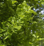  Säulen Eiche Koster 125-150cm - Quercus Robur Fastigiata