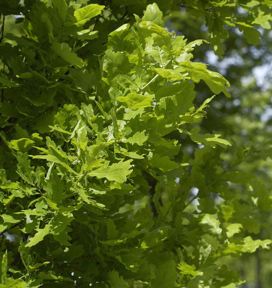  Säulen Eiche Koster 60-80cm - Quercus Robur Fastigiata
