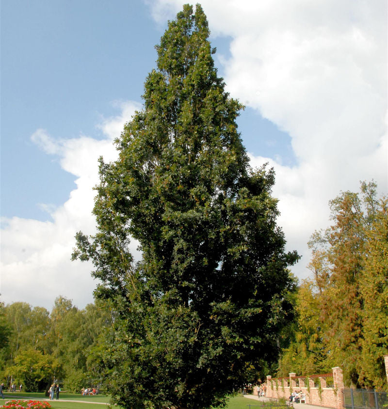  Pyramideneiche 60-80cm - Quercus Robur Fastigiata