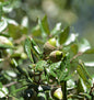  Immergrüne Stein Eiche 100-125cm - Quercus Ilex