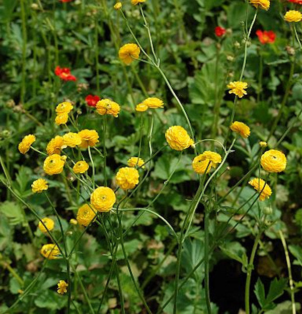  Scharfer Hahnenfuß Multiplex - Ranunculus Acris