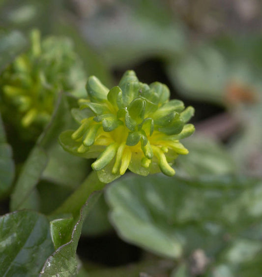  Scharbockskraut Green Petal - Ranunculus Ficaria