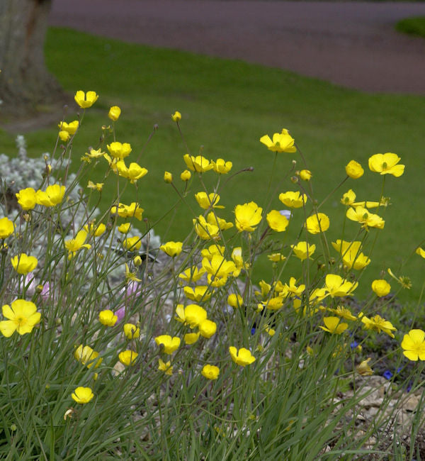  Grasblättriger Hahnenfuß - Ranunculus Gramineus