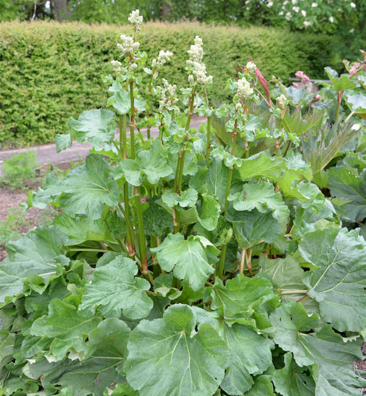  Gelber Zier Rhabarber - Rheum Palmatum