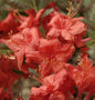 Sommergrüne Azalee Feuerköpfchen 30-40cm - Rhododendron Mixtum