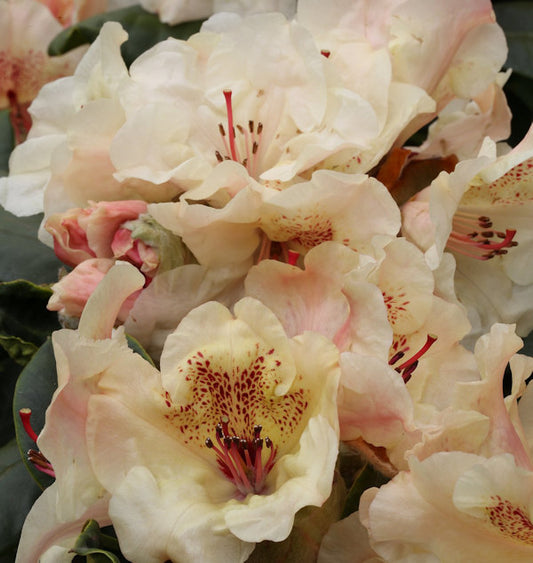  INKARHO - Großblumige Rhododendron Amber Kiss 25-30cm - Alpenrose