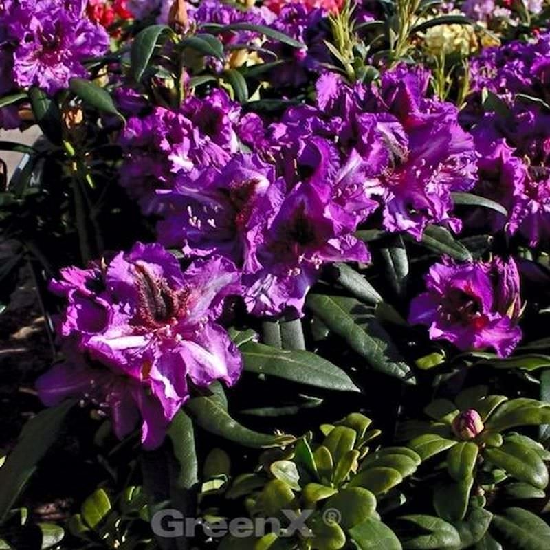  INKARHO - Großblumige Rhododendron Anatevka 25-30cm - Alpenrose