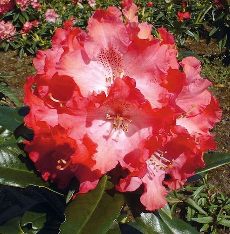  INKARHO - Großblumige Rhododendron Berliner Liebe 30-40cm - Alpenrose