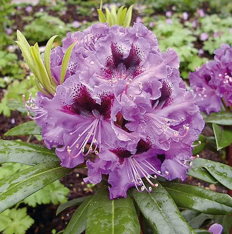  Großblumige Rhododendron Blaue Jungs 70-80cm - Alpenrose