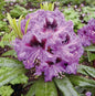  Großblumige Rhododendron Blaue Jungs 60-70cm - Alpenrose