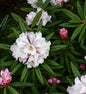  Großblumige Rhododendron Blewbury 50-60cm - Alpenrose