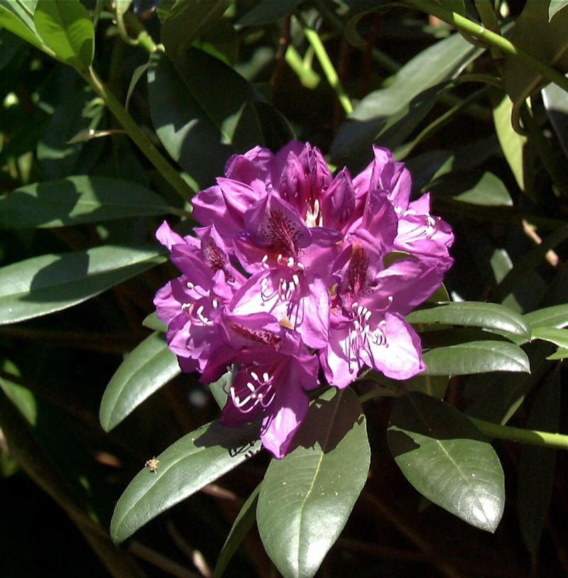  Großblumige Rhododendron Blue Print 30-40cm - Alpenrose