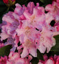 INKARHO - Großblumige Rhododendron Dolcemente 30-40cm - Alpenrose