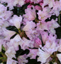  Großblumige Rhododendron Dufthecke Rosa® 30-40cm - Alpenrose