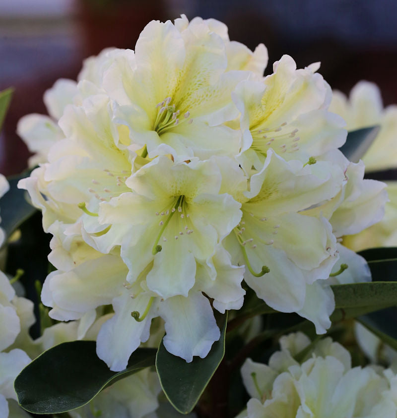  INKARHO - Großblumige Rhododendron Dufthecke Gelb® 50-60cm - Alpenrose