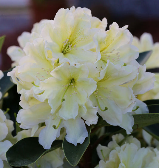 INKARHO - Großblumige Rhododendron Dufthecke Gelb® 50-60cm - Alpenrose
