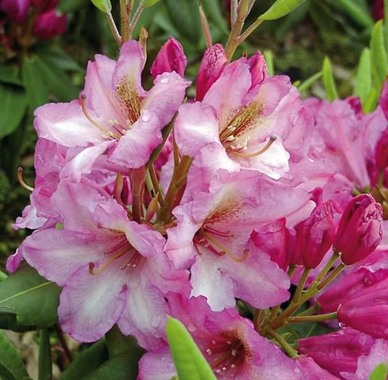  INKARHO - Großblumige Rhododendron Duke Of York 25-30cm - Alpenrose