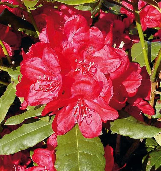  Großblumige Rhododendron Hachmanns Feuerschein® 30-40cm - Alpenrose