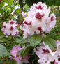  INKARHO - Großblumige Rhododendron Herbstfreude 25-30cm - Alpenrose