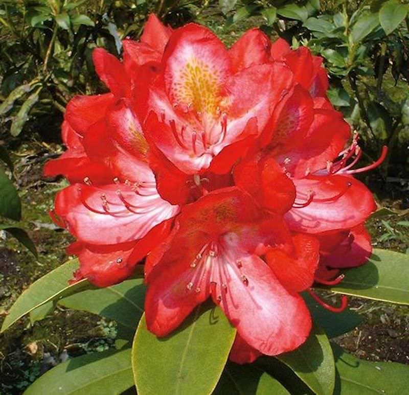  Großblumige Rhododendron Junifeuer 30-40cm - Alpenrose